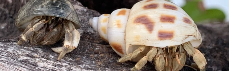 一对中国籍夫妇在沖縄那霸区的海滩捕捉天然纪念物——大岛寄居蟹，被沖縄检察署处以各20万日元的罚款