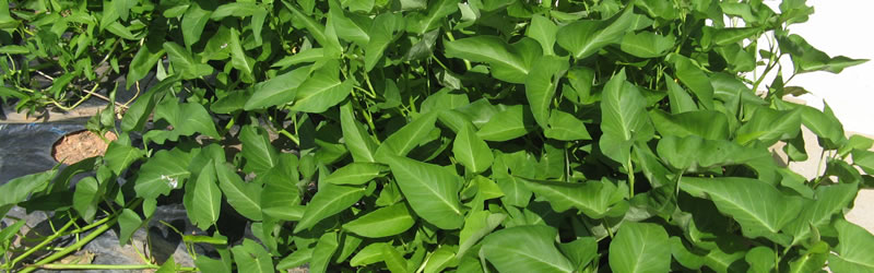 从7月10日开始，为加强防疫周，提醒游客不要携带红薯和番薯藤等物品。